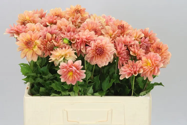Georgína Peach Delight 55 cm