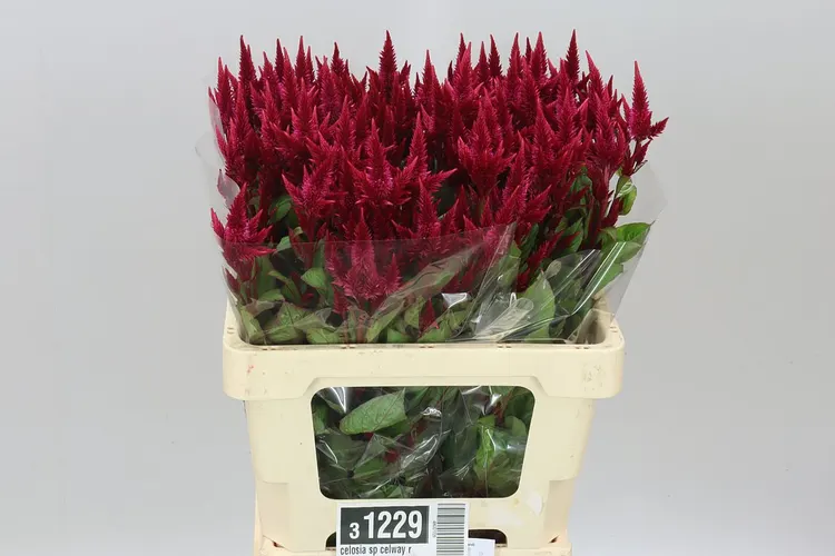 Celosia Sp Celway Red 60 cm