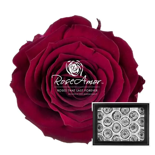 Pres. Xs Pin02