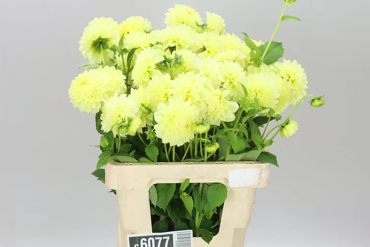 Dahlia Banana Baby 55 cm