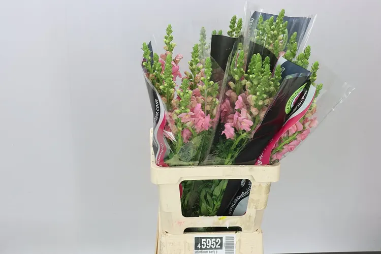 Antirrhinum Early Pink It 70 cm