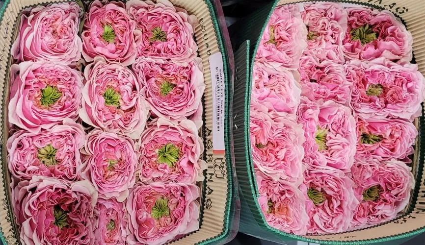 Ruža Sweet Eye, Ekvádor 40 cm