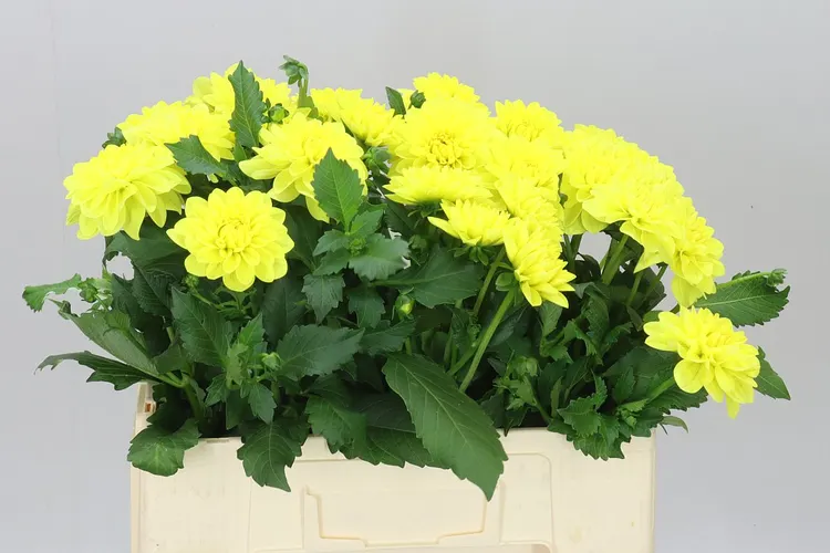 Dahlia Sunlady 60 cm
