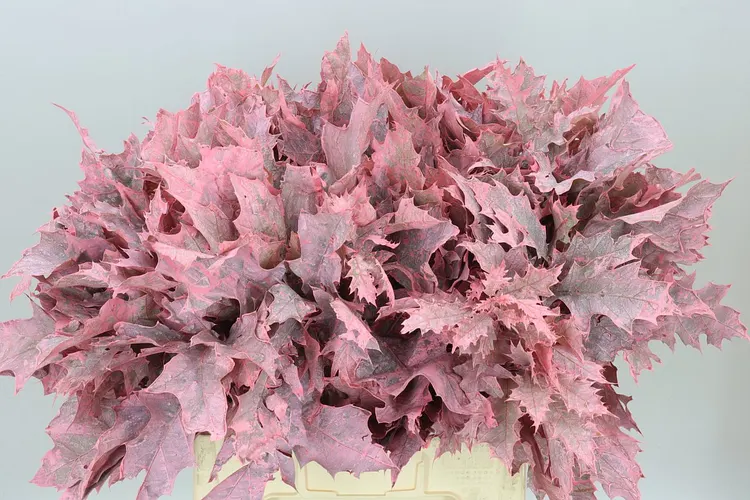 Quercus Painted Pink 60 cm