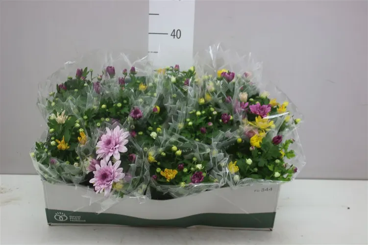 Chryzantéma črepníková Carnaval črepník 12 cm
