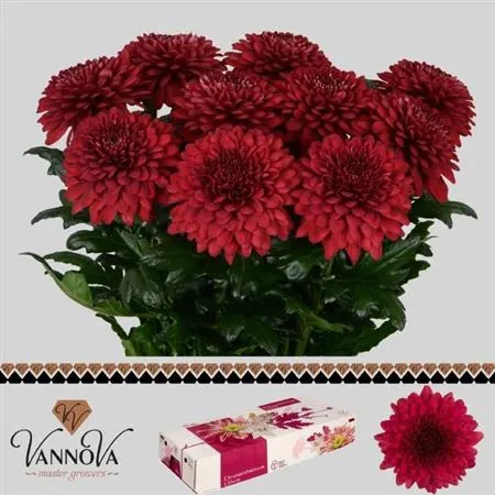 Chr G Lamira Red 70 cm