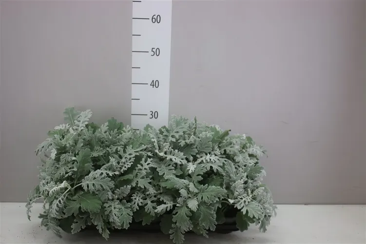 Senecio Cineraria črepník 12 cm