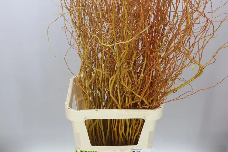 Salix Golden Curls 130 cm