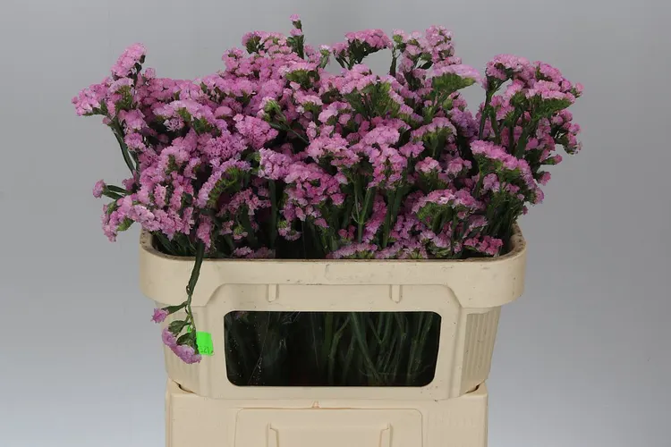 Limónium S Light Pink 70 cm