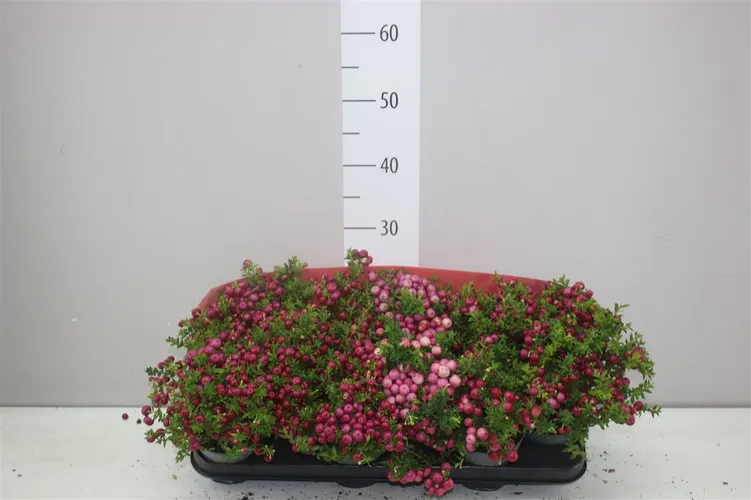 Pernettya mix črepník 10,5 cm