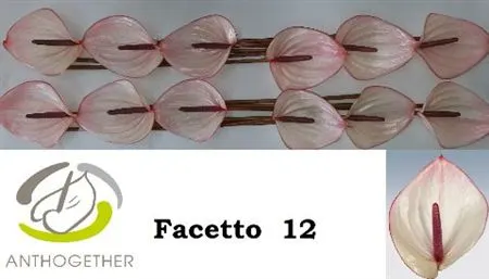 Anth Facetto