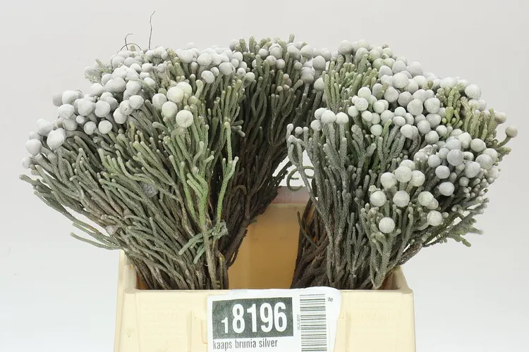 Kaaps Brunia Silver 40 cm