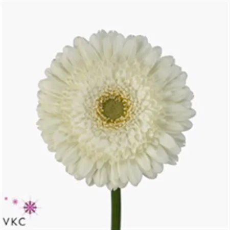 Gerb Ter Icy 45 cm