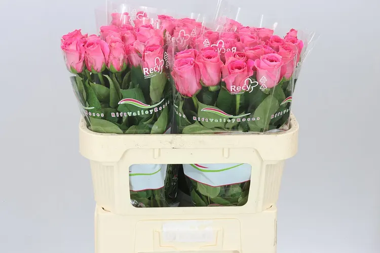 Rosa Gr Watergame 70 cm