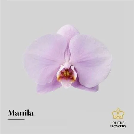 Phal Manila