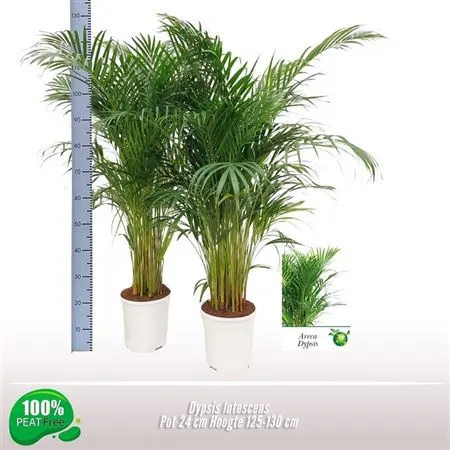 Chrysalidocarpus Areca črepník 24 cm