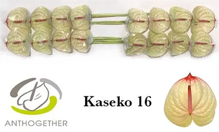 Anth Kaseko