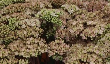 Sedum Matrona 55 cm