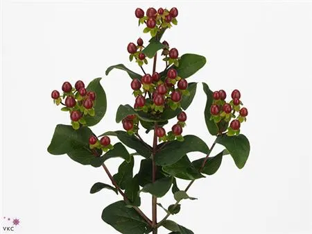 Hyperikum Spray Coco Montana 55 cm