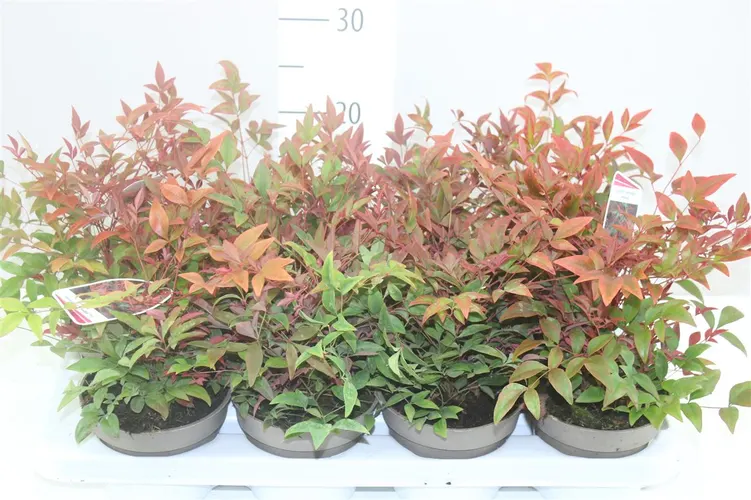 Nandina Domestica 'obsessed' črepník 13 cm