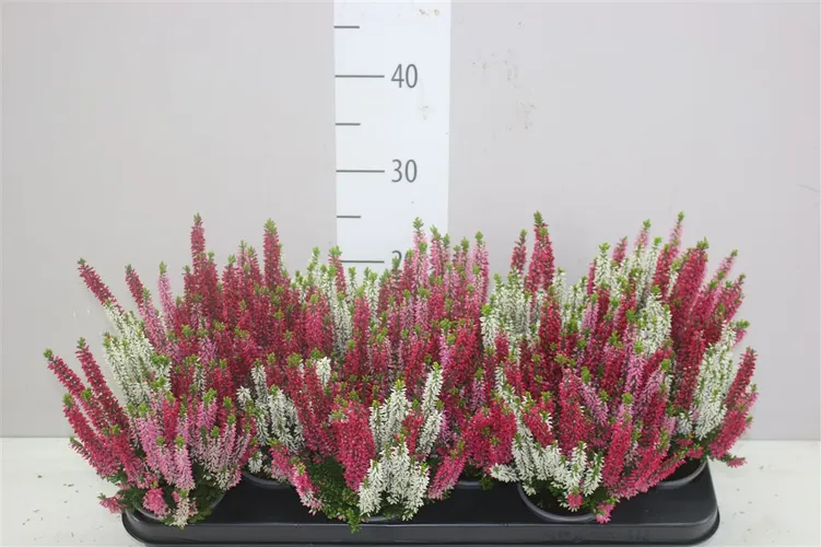 Calluna Beauty Ladies Trio Ametie črepník 9,5 cm