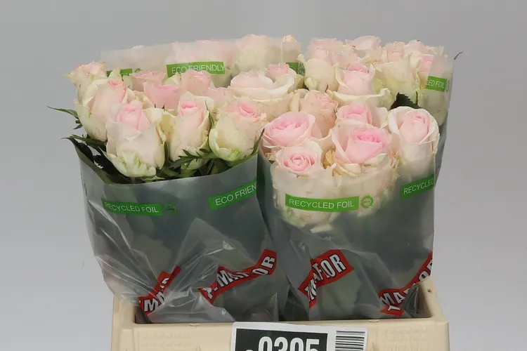Ruža Sweet Revival 40 cm