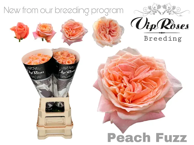 R Gr Peach Fuzz 70 cm
