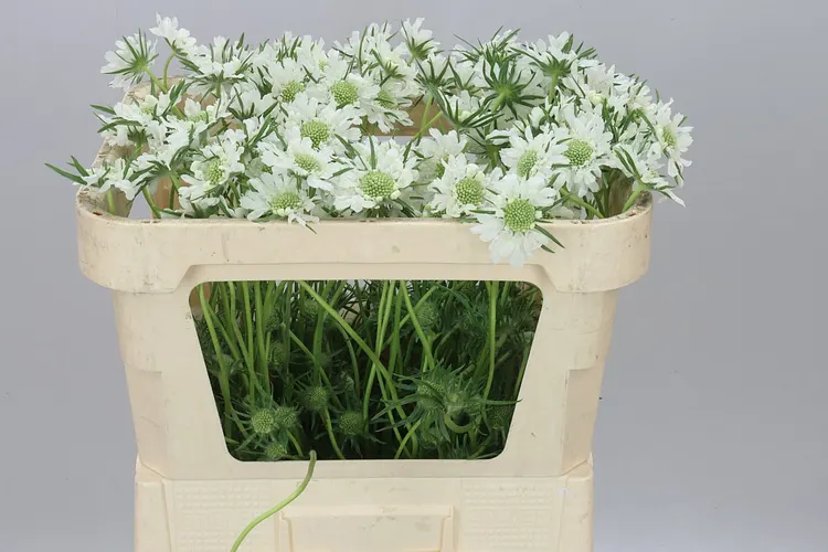 Scabiosa C White 65 cm