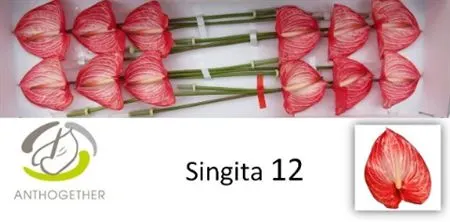 Anth Singita