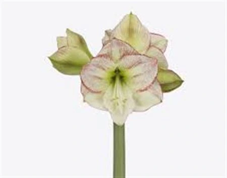 Amarylis Mama Mia 80 cm