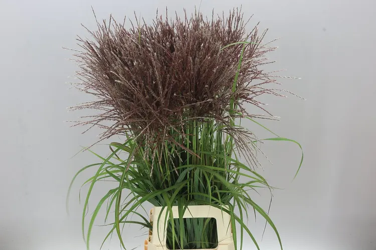 Miscanthus Rotfeder 100 cm