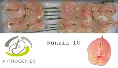 Anth Nunzia
