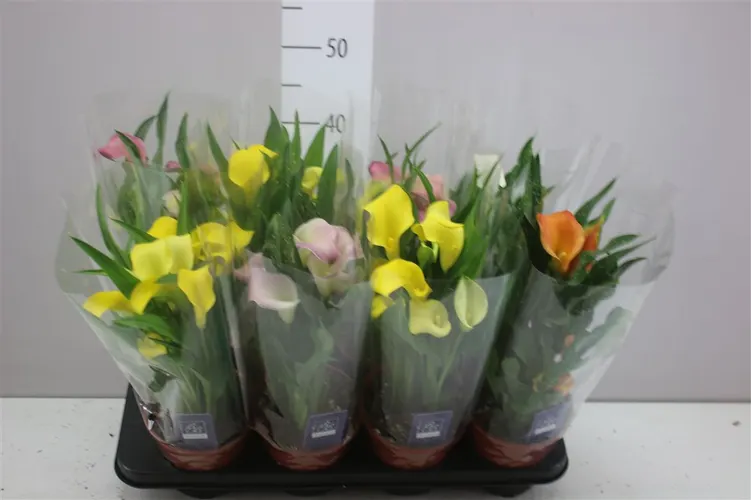 Kala mix črepník 14 cm