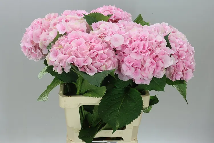 Hyd Verena Pink Pale 65 cm