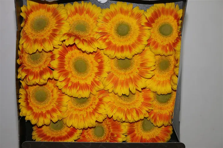 Gerbera Diamond Wannabee 55 cm