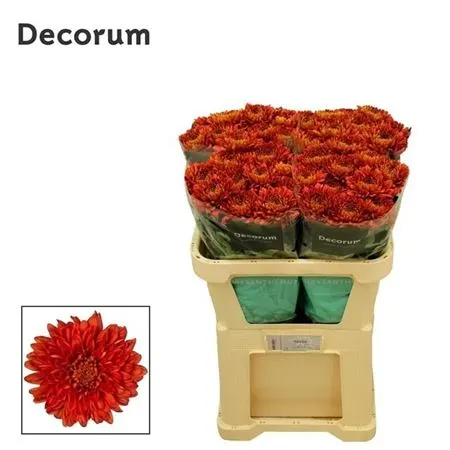 Chr G Tusca 70 cm