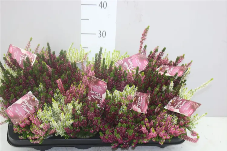 Calluna G.girls Vanilla Plum črepník 12 cm