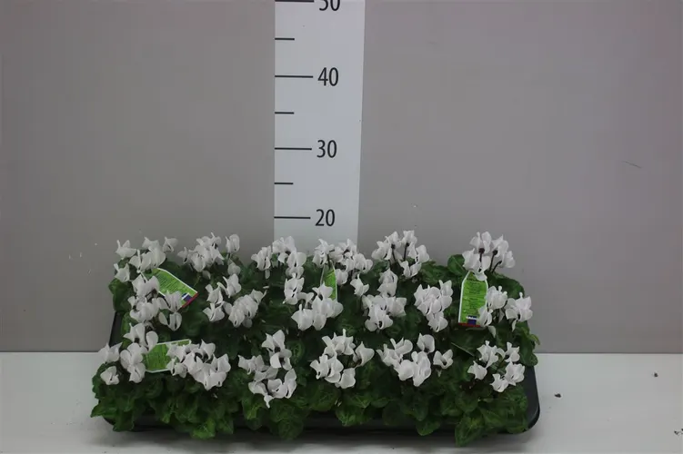 Cyklámen malokvetý Micro biely črepník 6 cm