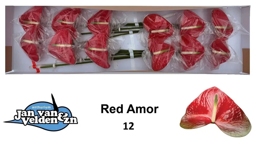 Antúrium Red Amor