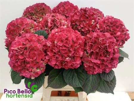 Hortenzia Vienna Classic 90 cm