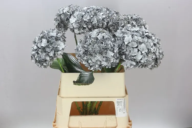 Hydr Painted Silver 80 cm