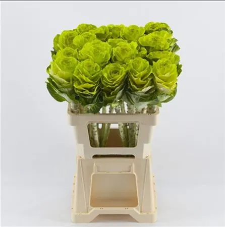 Brassica Painted Mint Glitter 60 cm