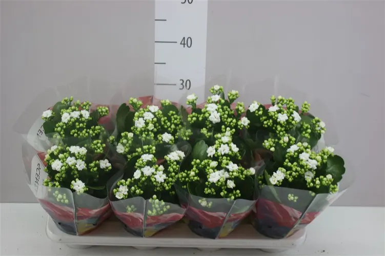 Kalanchoe Calandiva Wit črepník 12 cm