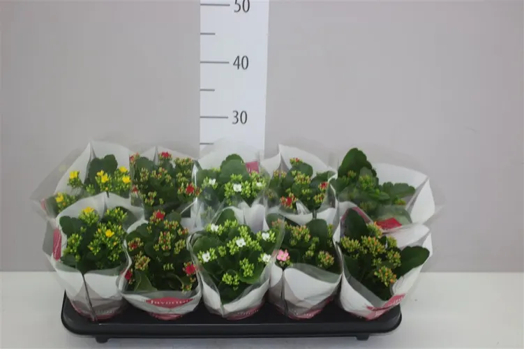 Kalanchoe Bl Gemengd črepník 10,5 cm