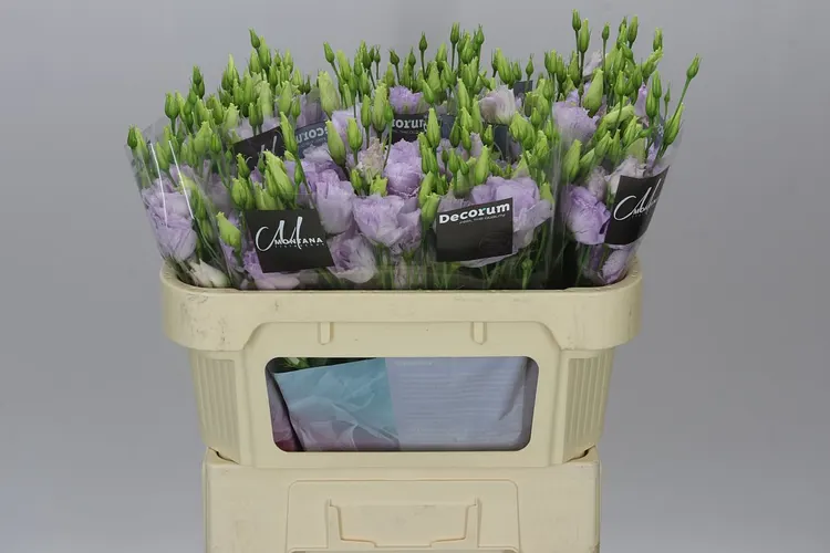 Eust Du Stracciatella Lavendel 72 cm