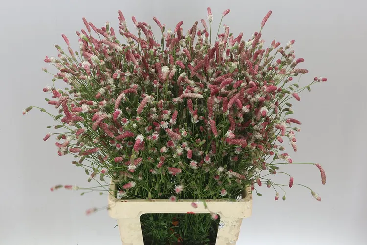 Sanguisorba Off Pink Tann A2 75 cm