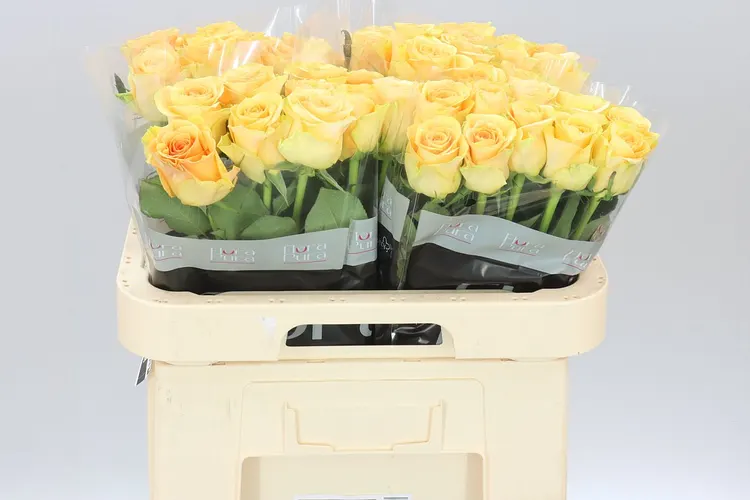 Rosa Gr Milan 60 cm