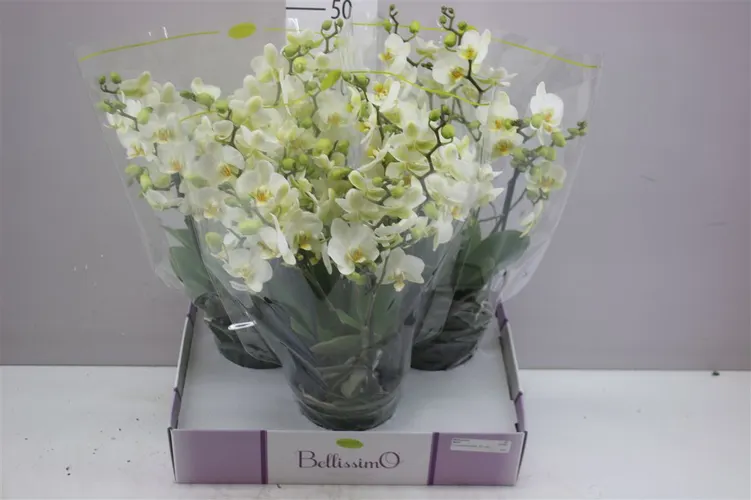 Phal Bellisimo Wit 100+ Flower!! črepník 15 cm