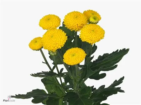 Chr T Limoncello 70 cm