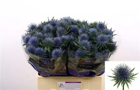 Eryngium Magnetar 60 cm